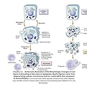Pathophysiology: The Biologic Basis for Disease in Adults