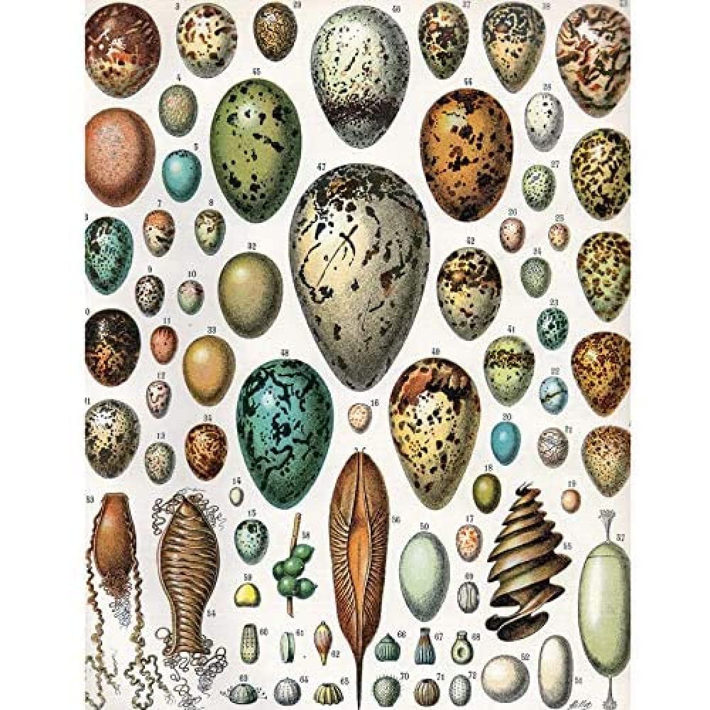 Artery8 Millot Encyclopedia Page Variety Eggs Ova Art Print Canvas Premium Wall Decor Poster Mural