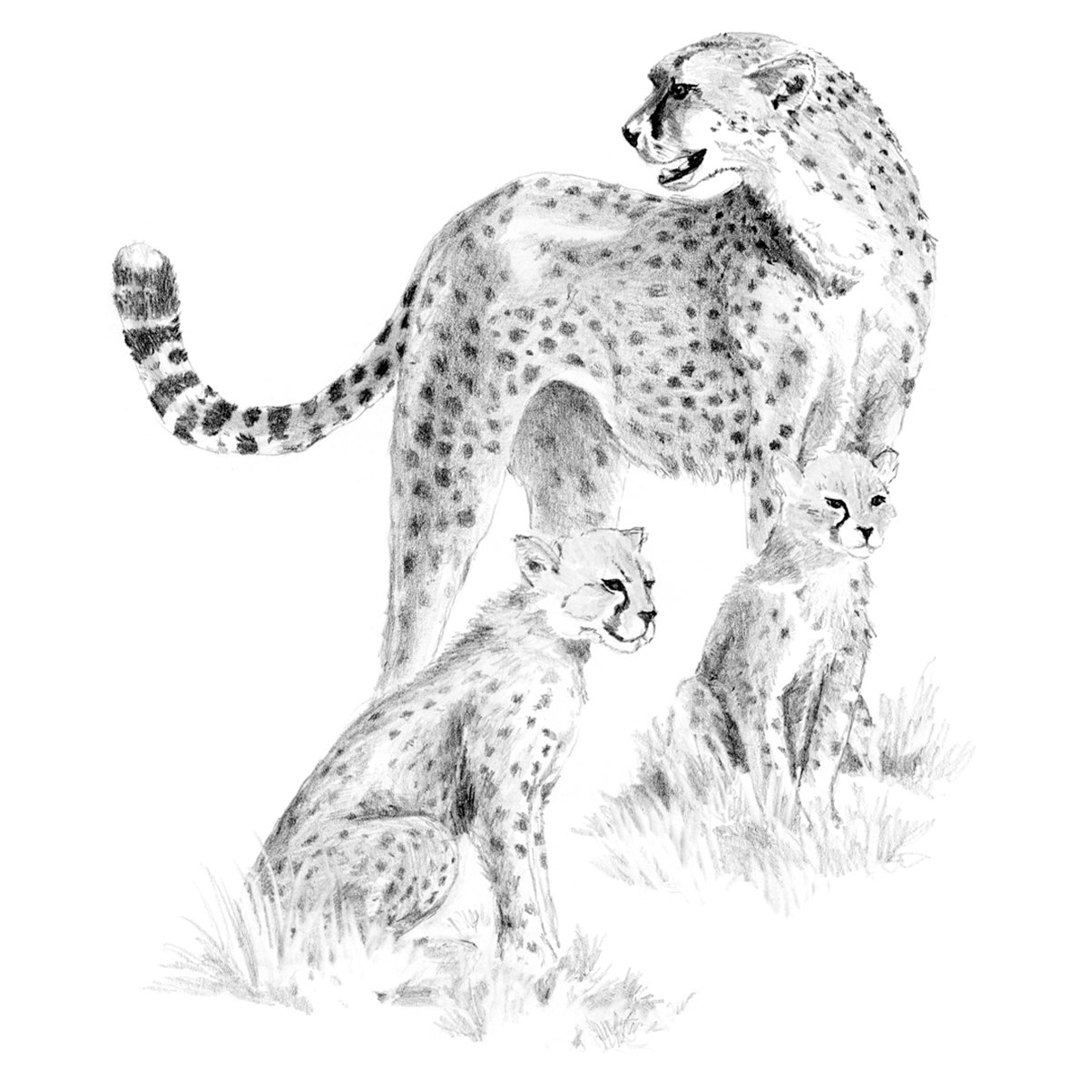 Royal Brush Sketching Made Easy Kit 9"X12"-Cheetah & Cub