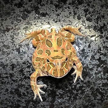 Amazon 生体 両生類 アルビノクランウェルツノガエル ストロベリー 約3cm 5cm 1匹 カエル Emuwai Emuwai 観賞魚 水中生物 通販