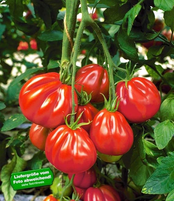 BALDUR-Garten Veredelte Ochsenherz-Tomaten'Aurea' F1, 2 Pflanzen Fleischtomate mit birnenförmigen großen Früchten