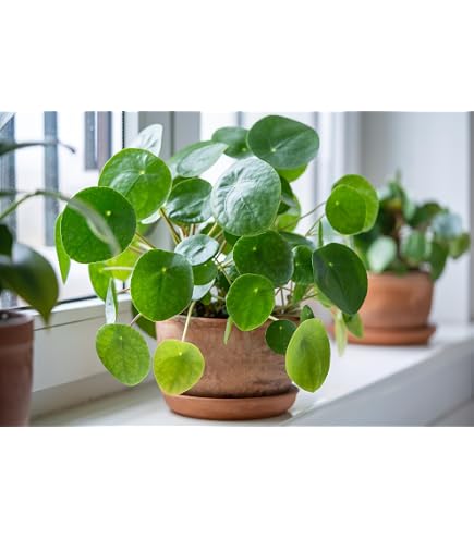 compo saat COMPO SAAT® Nachsaat-Rasen | kaufen main image 1