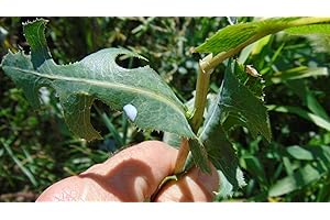 50 Wild Lettuce Seeds Lactuca virosa 2018 Seeds Organic Buy 2 get 1 Free