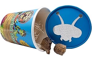 BUG SALES Praying Mantis Egg Case With Hatching Habitat Cup- 2 Praying Mantids Egg Cases