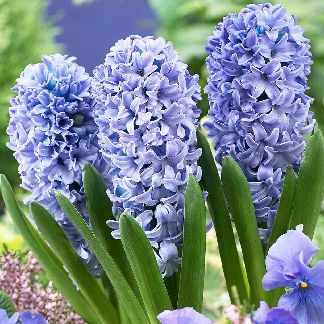 LEANO-Planting 50/100PCS Colorful Hyacinth Flower Seeds Bulb Plants Seed Home Garden DIY Plants Flowers