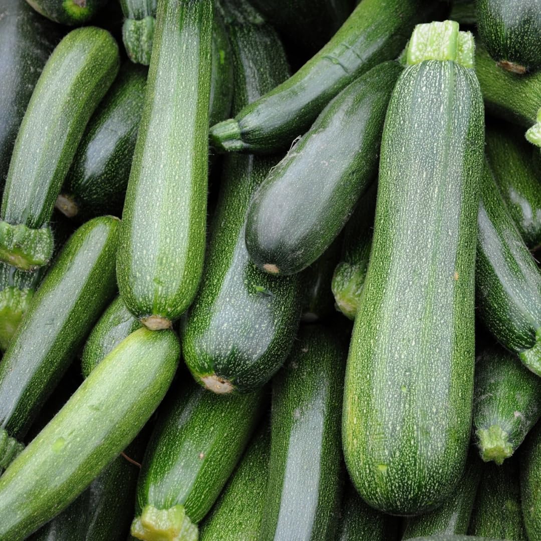 PREMIER SEEDS DIRECT - Italian COURGETTE - Verde DI Milano - 25 Seeds