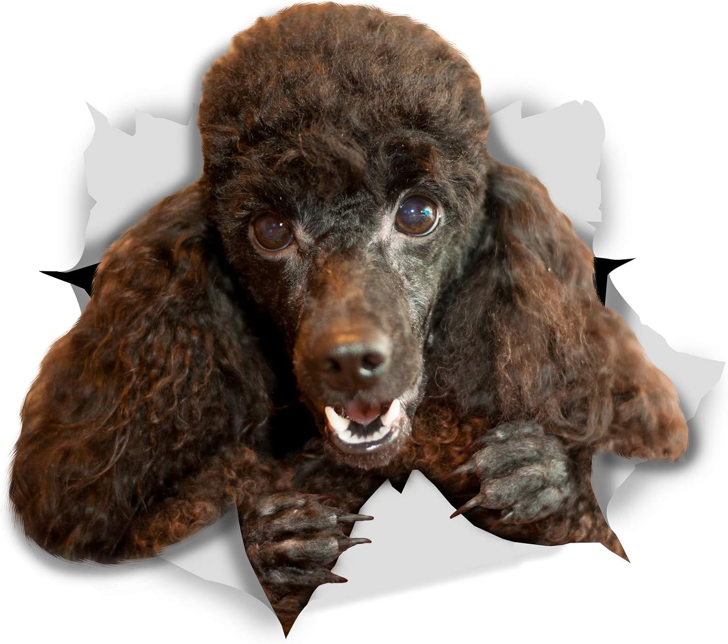 Winston & Bear 3D Dog Stickers, 2 Pack, Happy Black Poodle for Wall Fridge, Toilet and More