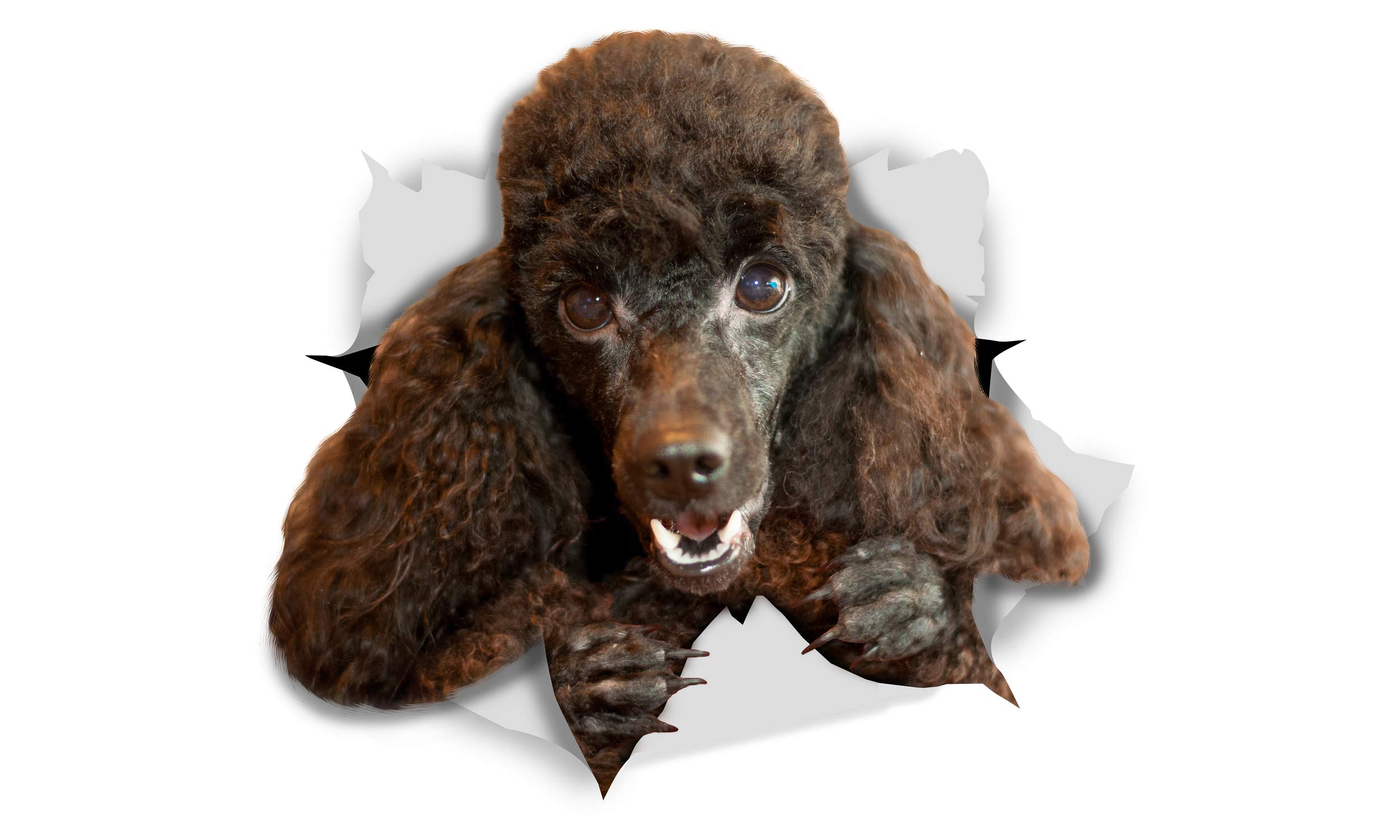 Winston & Bear 3D Dog Stickers - 2 Pack - Happy Black Poodle for Wall, Fridge, Toilet and More - Retail Packaged Black Poodle Dog Stickers