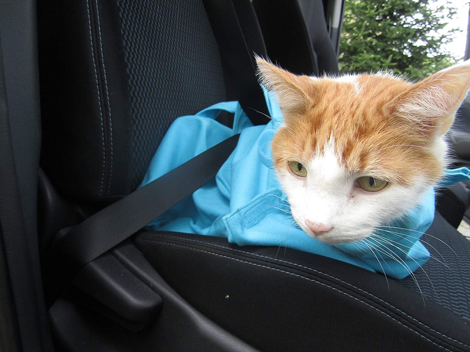 cozy comfort carrier