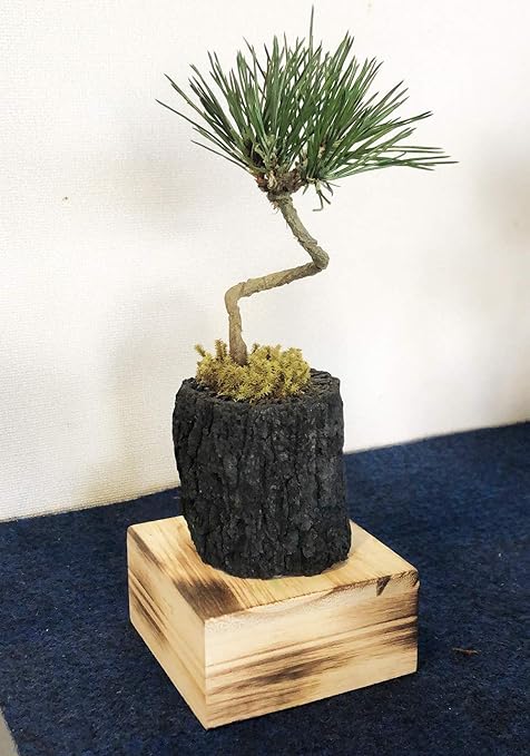 Amazon 枯れない盆栽 プリザーブド盆栽 千里の松 B 6 黒松 くぬぎ黒炭 プリザーブドフラワー オンライン通販
