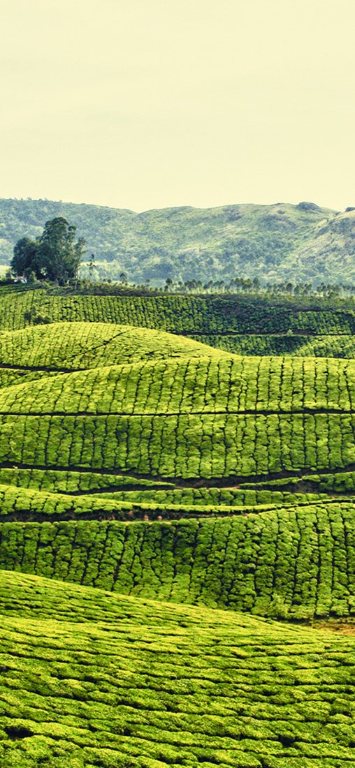 PeelitStickit, Beautiful Nature Wall Murals, ID-0777, vinyl