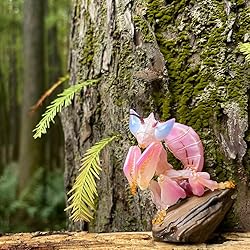 IFiDEA Animal Heavenly Body Series 11 Insect Chubby