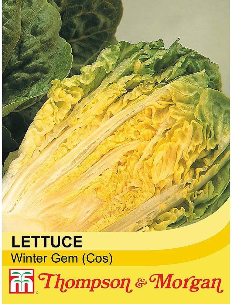 Lettuce 'Winter Gem' (Cos) Hardy Annual Vegetable Garden Plants Easy to Grow Your Own 1 Packet of 150 Seeds by Thompson and Morgan - Image 3