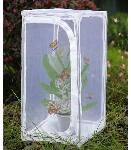 Aazon.co: Qingo Collapsible Insect And Butterfly Kit Garden Growing Habitat Cage Terrariu Pop