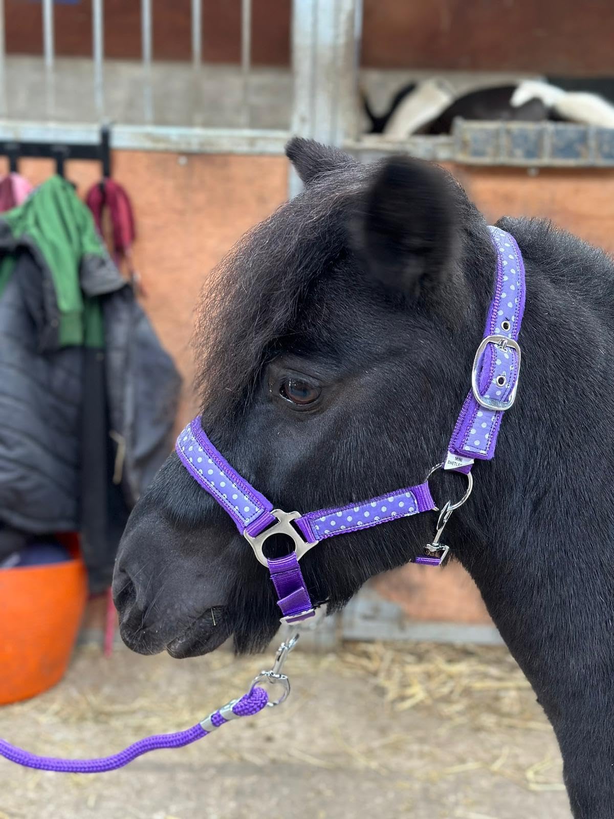 POLKA DOT HEADCOLLAR WITH LEAD ROPE FULL-MINI SHETLAND (Purple, Cob)
