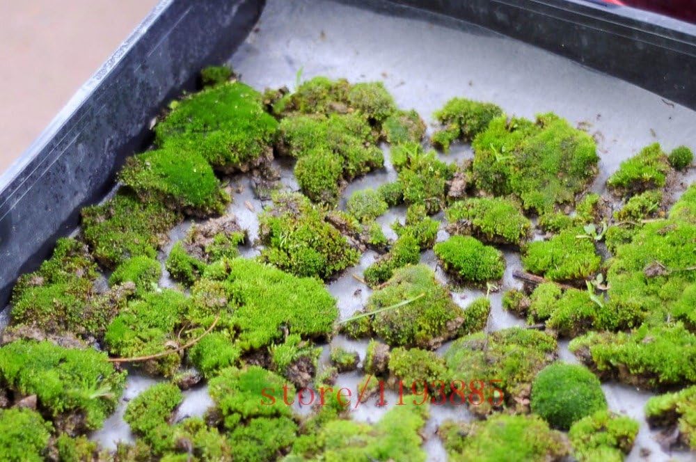 200pcs moss seeds,Sagina Subulata Seeds,bonsai moss decorative grass