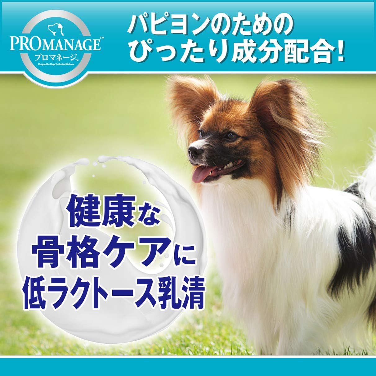 コレクション パピヨンの画像 Hd壁紙ギャラリー