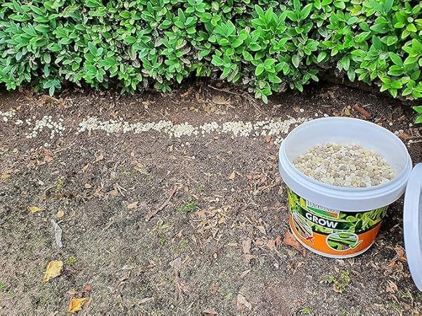 TOPBUXUS BOXWOOD TURBO GROW – PROFESSIONAL BOXWOOD FERTILIZER – 10 LBS. FOR 1,000 SQ. FT.