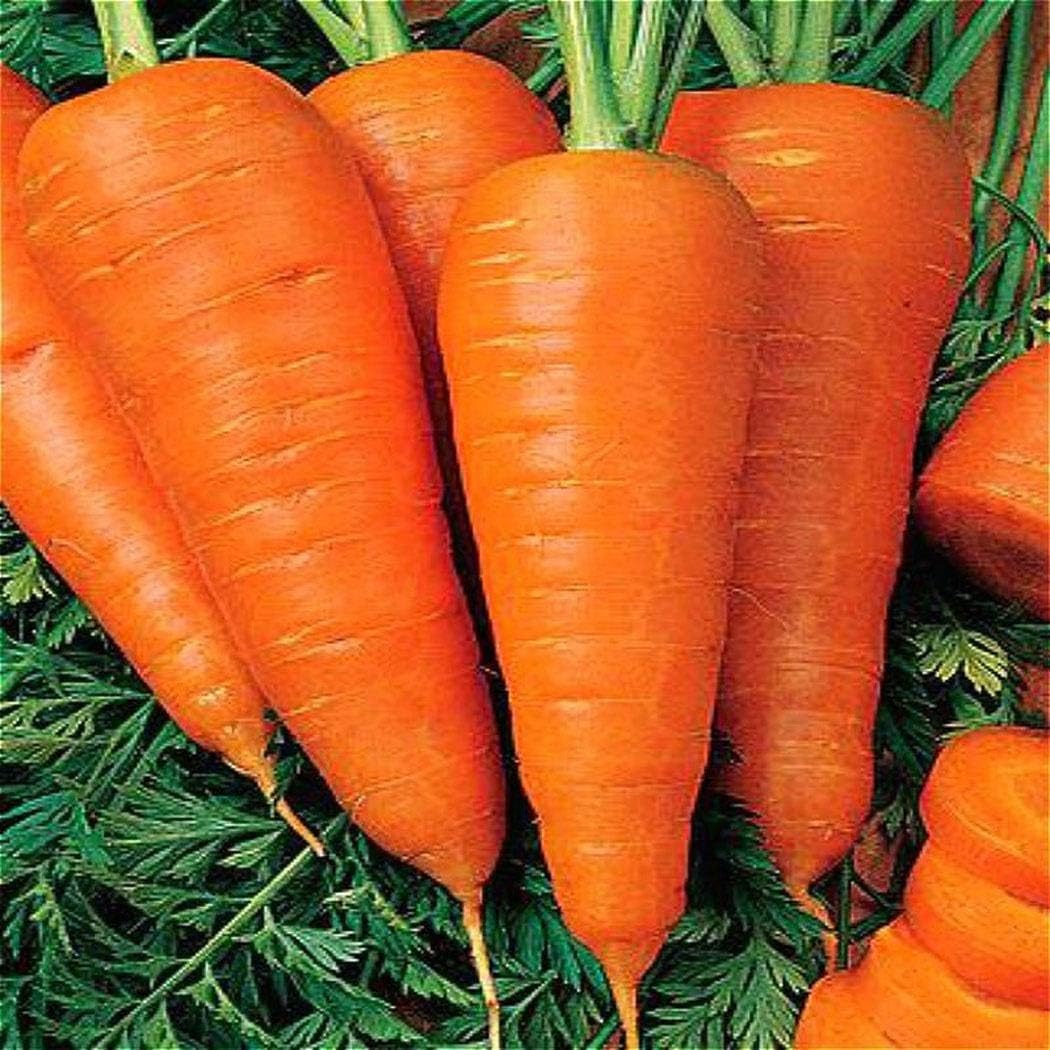 Tomasa Seedhouse- Organic Carrot Seeds 'Rainbow Mix' Carrot Mix Seeds Vegetable Seeds Hardy Perennial for Garden Balcony/Terrace