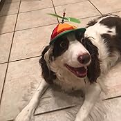 propeller hat for dog