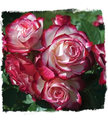 Amazon.com : Martha Stewart Rose 1.5 Gallon Potted Live Plant