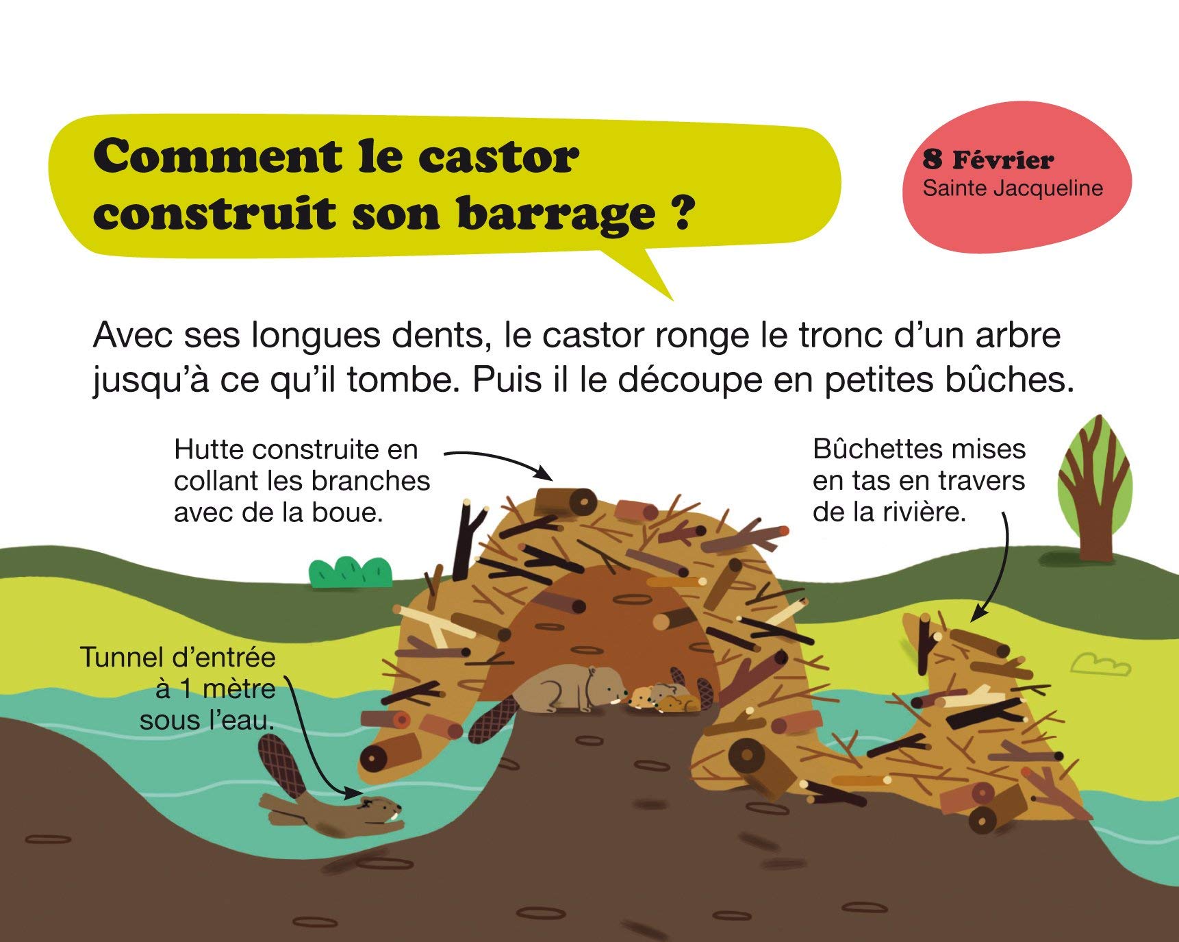Amazon Fr Calendrier Les Comment Des Incollables En 365 Questions Collectif Chenot Patrick Bordet Petillon Sophie Bresdin Sophie Lefebvre Winsback Delphine Livres