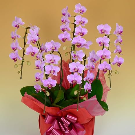 Amazon 胡蝶蘭専門店はなやか 胡蝶蘭 ピンクミディ 5本立ち ギフト 生花 生産直売 ラッピング 札は ギフトの設定 をしてください 造花 オンライン通販