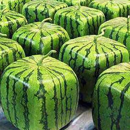 Pinktin 50pcs Square Watermelons Seeds Rare Sweet Oganic Fruit Seeds For Farm Garden Spring Summer Planting Amazon De Garten