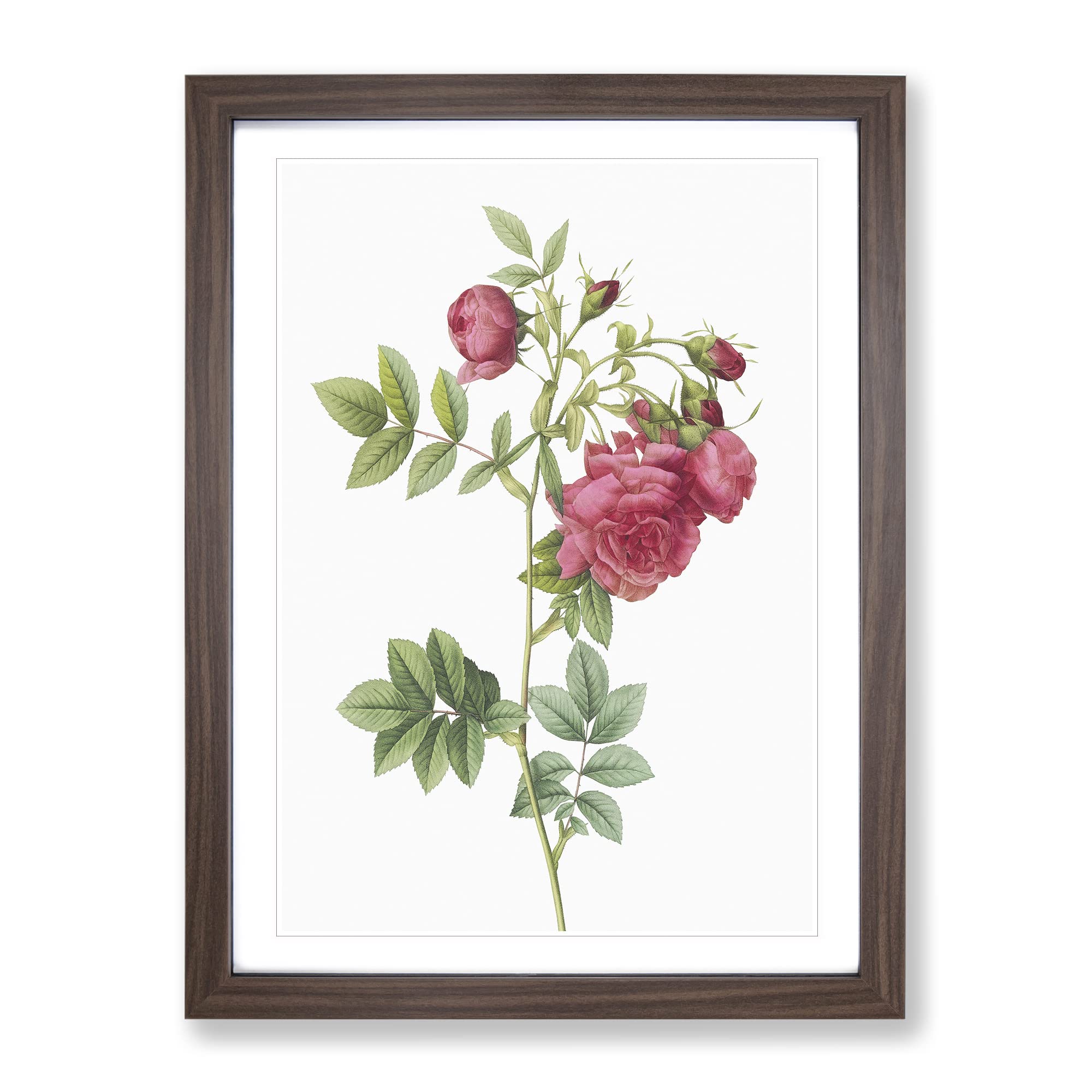 Turnip Rose In Pink By Pierre Joseph Redoute Vintage Framed Wall Art Print, Ready to Hang Picture for Living Room Bedroom Home Office Décor, Walnut A4 (34 x 25 cm)