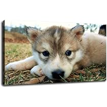 Amazon.com: Cute Baby Wolf Wild Animal Poster Gift Canvas Prints ...