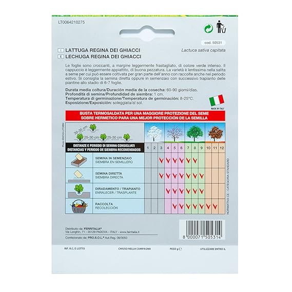 Semillas Lechuga Reina Del Hielo (7 Gramos): Amazon.es: Jardín