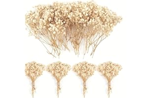 SCINTILLA 120 Pcs Mini Dried Baby Breath Flowers Gypsophila Ivory Flowers Dried Flowers for Vase Wedding Home Office Party Garden Card Making Decor Wreath Floral Craft DIY Art (White)
