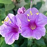CHUXAY GARDEN 25 Seeds Light Purple Mirabilis