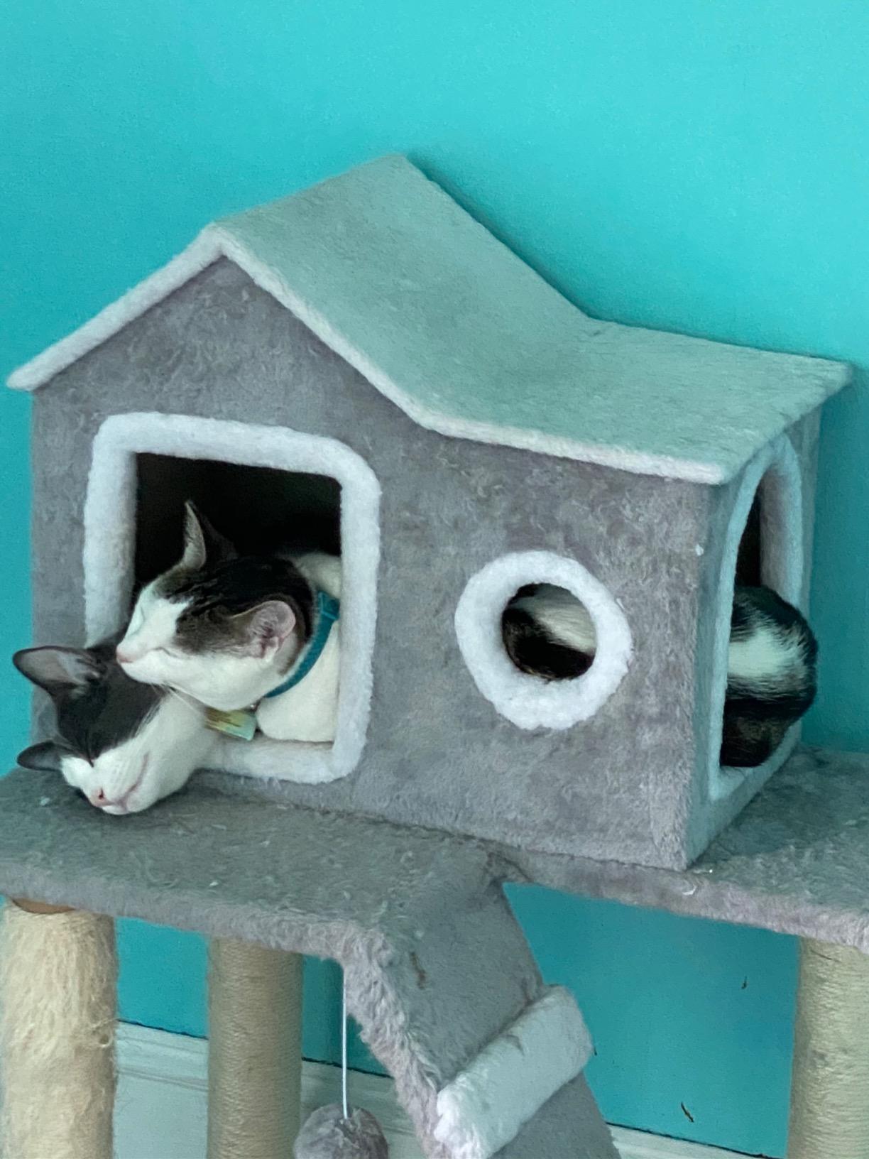 13/mo Finance COZ Cat Tree House with Ladder, Cat Tower Sisal Scratching Posts with Jump