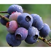 Blueberry Seed Pack 2g - Berry Fresh Fruit Seeds - Perennial Heirloom
