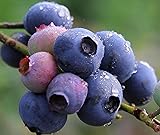 Blueberry Seed Pack 2g - Berry Fresh Fruit Seeds