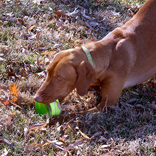 Hyper Pet Tennis Chewz Ring Interactive Dog Toy