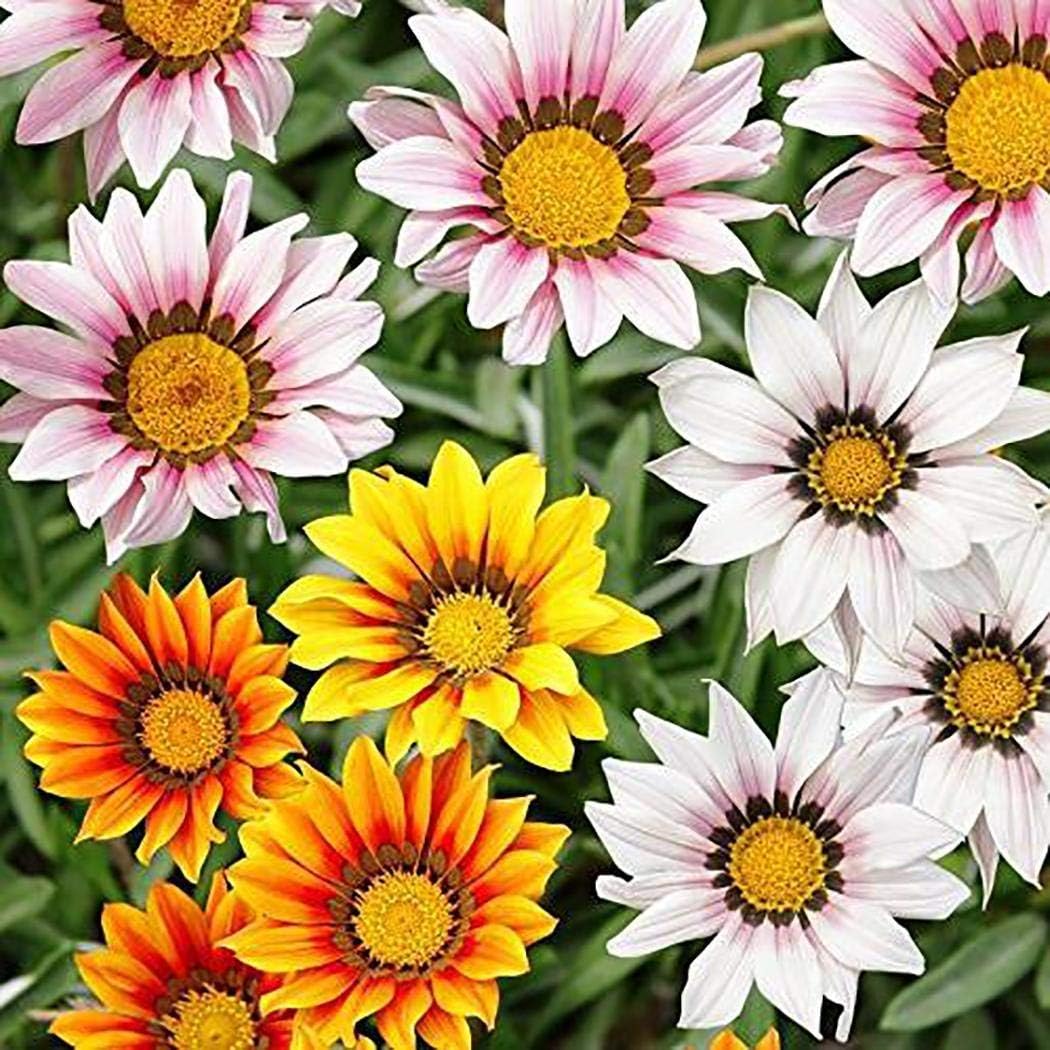 Humany flowerseeds- Gazania Seeds, Perennial Ornamental Flowering Plants Ornamental Flowers Gazania Seeds Garden