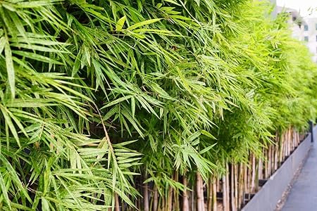 Creative Farmer Live Buddha Belly Bambusa Bamboo Potted Plant Great For Bonsai (PLANT-66-BAMBOO#A162ll@)