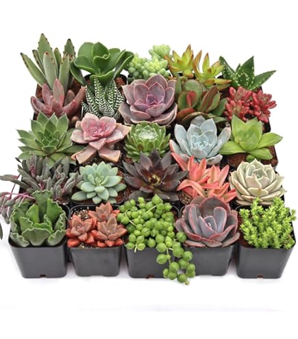 Amazon.com : Mountain Crest Gardens Ultimate Succulent Variety Pack - 6  Unique Live Plants, Rooted in 2 inch Pots - Indoor/Outdoor Real Succulents  for Garden Decor, Favors, DIY Arrangements : Patio, Lawn & Garden
