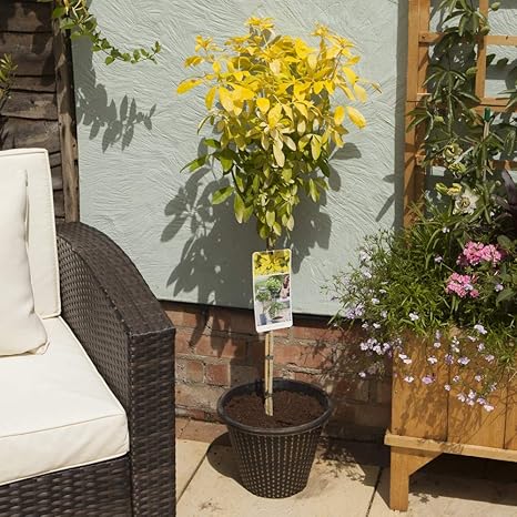 Choisya Sundance 1m Standard Evergreen Tree Amazon Co Uk Garden Outdoors