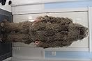 BRITISH ARMY STYLE SNIPER / GHILLIE SUIT In WOODLAND CAMO XL/XXL $57.82 - Foto 13