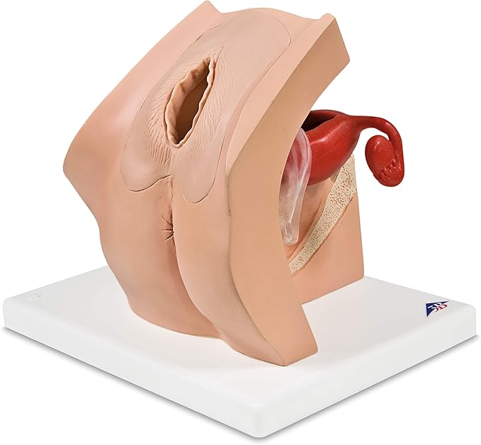 Amazon 子宮内避妊器具 Iud やペッサリーなどの説明に適した模型 女性用避妊具 失禁防止具説明モデル 3b Scientific 3b Scientific 人体模型