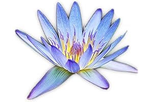 Live Aquatic Plant Nymphaea Geena Blue Tropical Water Lilies Tuber for Aquarium Freshwater Fish Pond by Greenpro