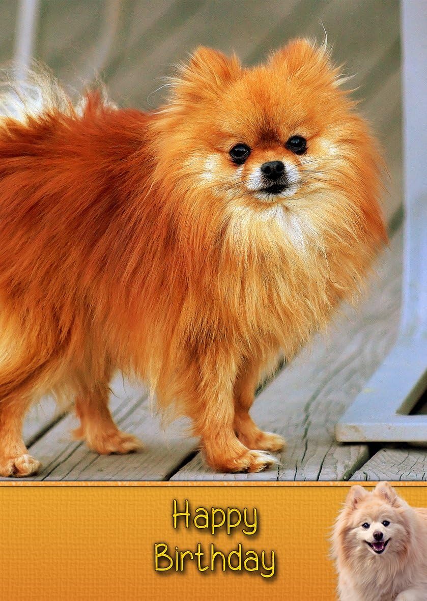 pomeranian birthday