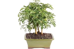 Brussel's Bonsai Live Hawaiian Umbrella Indoor Bonsai Tree - 3 Years Old; 7" to 10" Tall with Decorative Container