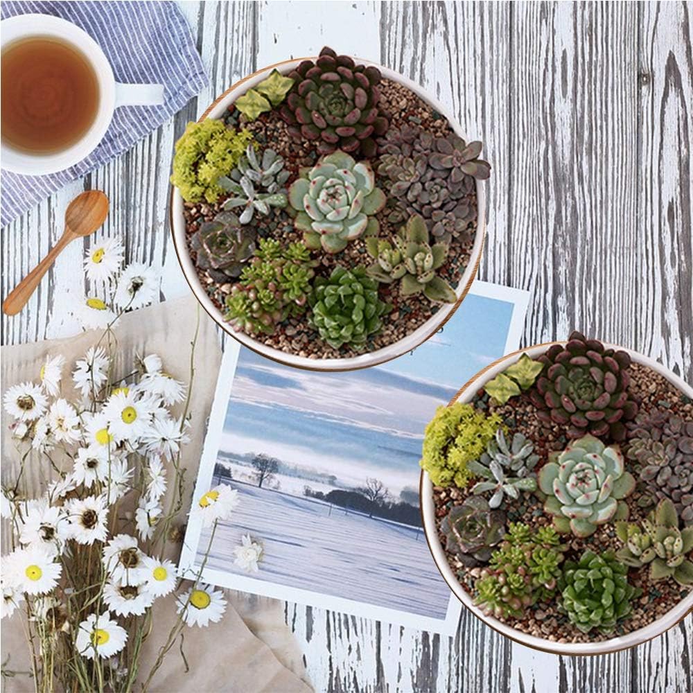 ZOUTOG Succulent Pots, 6 inch White Ceramic Flower Planter Pot with Bamboo Tray, Pack of 2 - Plants Not Included: Home & Kitchen