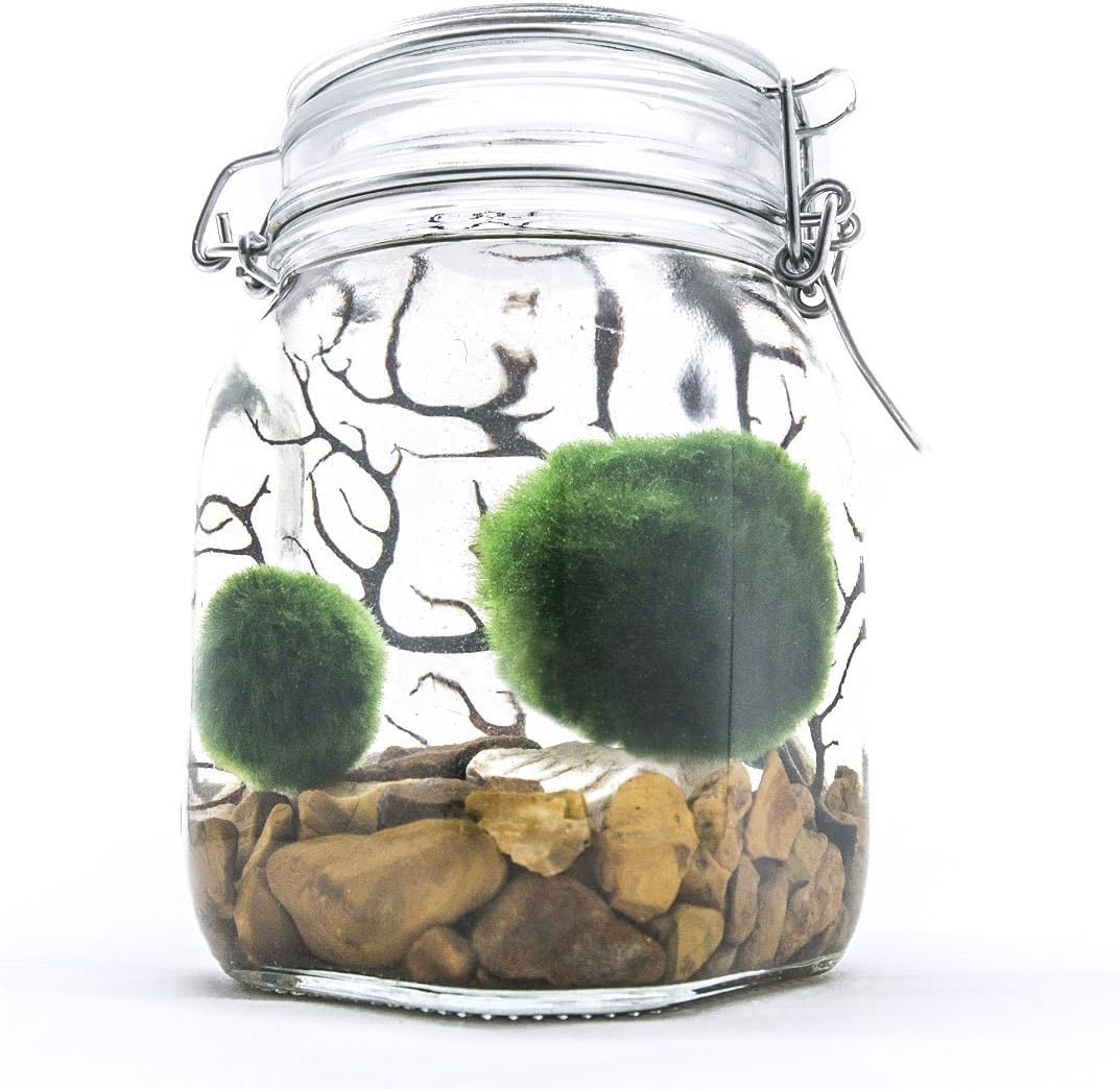 Aquatic Arts Marimo Aquarium Kit