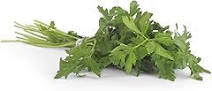 Herb Parsley Italian Conventional, 1 Bunch