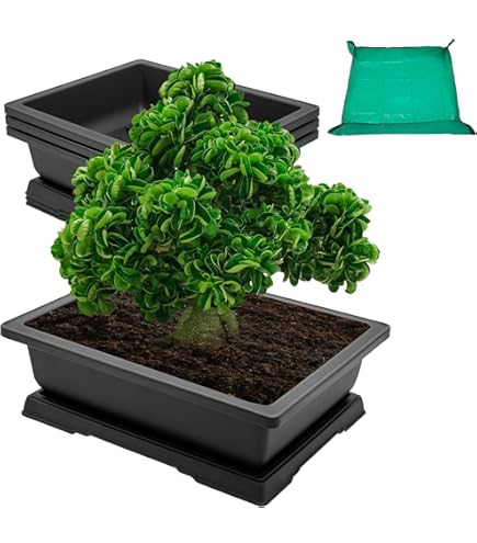 Amazon.com: CZ Grain Heavy Duty Outdoor Bonsai Pot - 18in Pot w